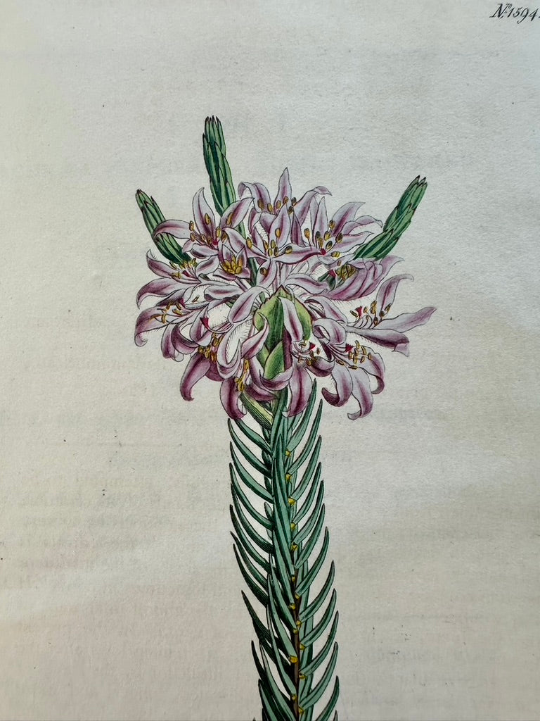 Curtis Purple Lachnaea Botanical Engraving, 1802