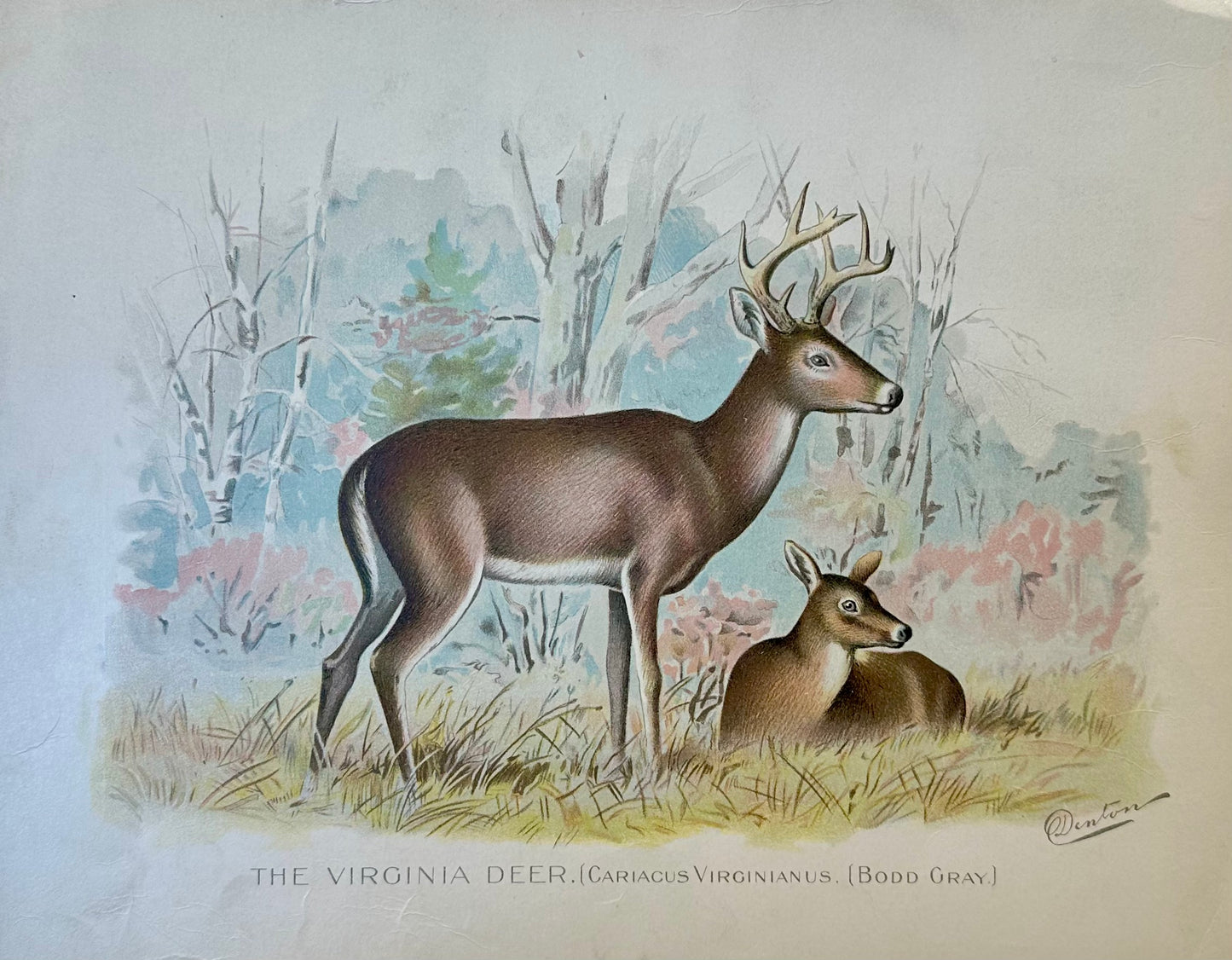 Virginia Deer by Denton, 1901