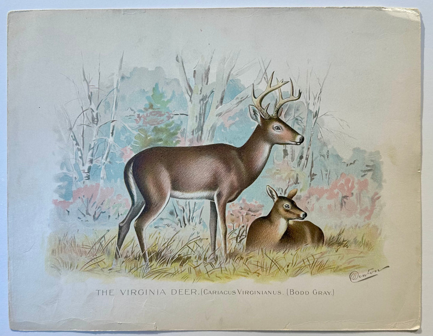 Virginia Deer by Denton, 1901