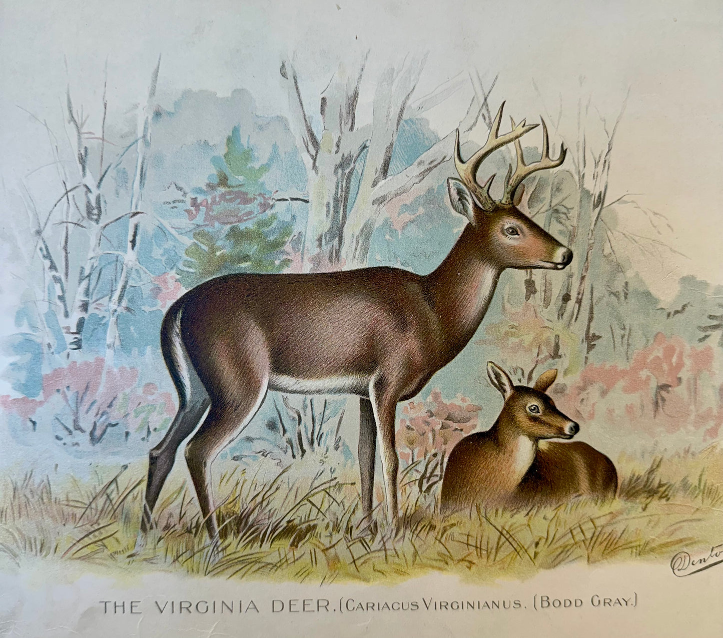 Virginia Deer by Denton, 1901