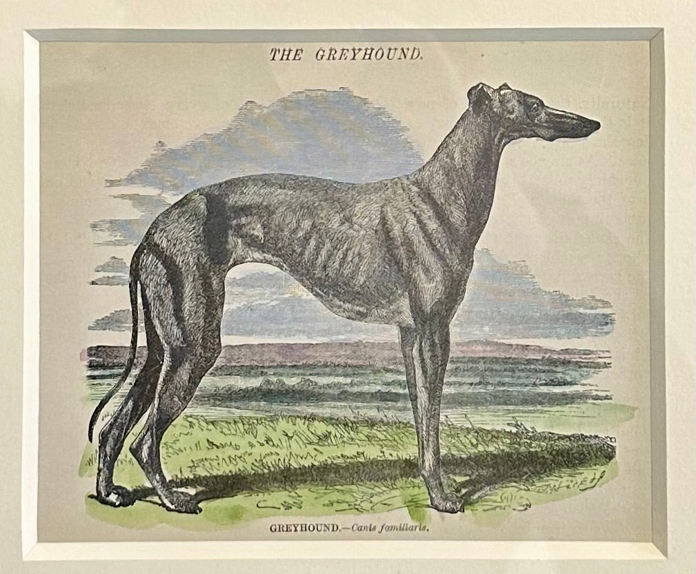 Greyhound, Original Print, Circa 1858