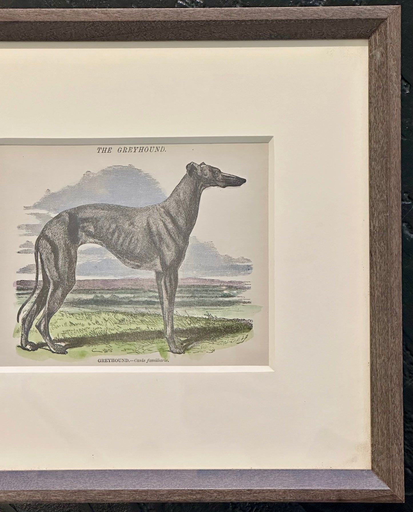 Greyhound, Original Print, Circa 1858