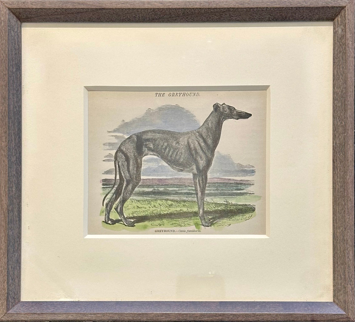 Greyhound, Original Print, Circa 1858