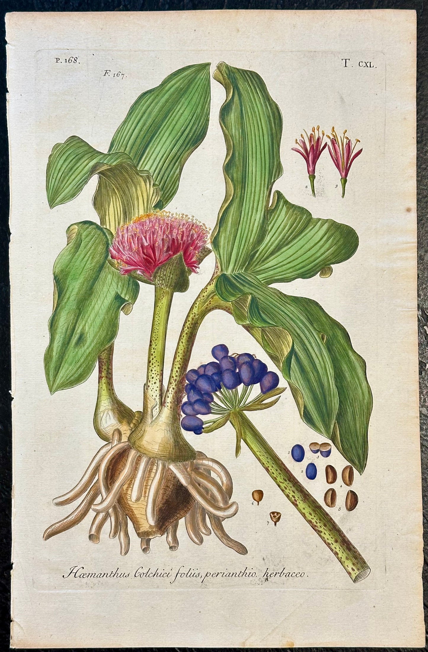 Blood Lilly by Weinmann, 1787