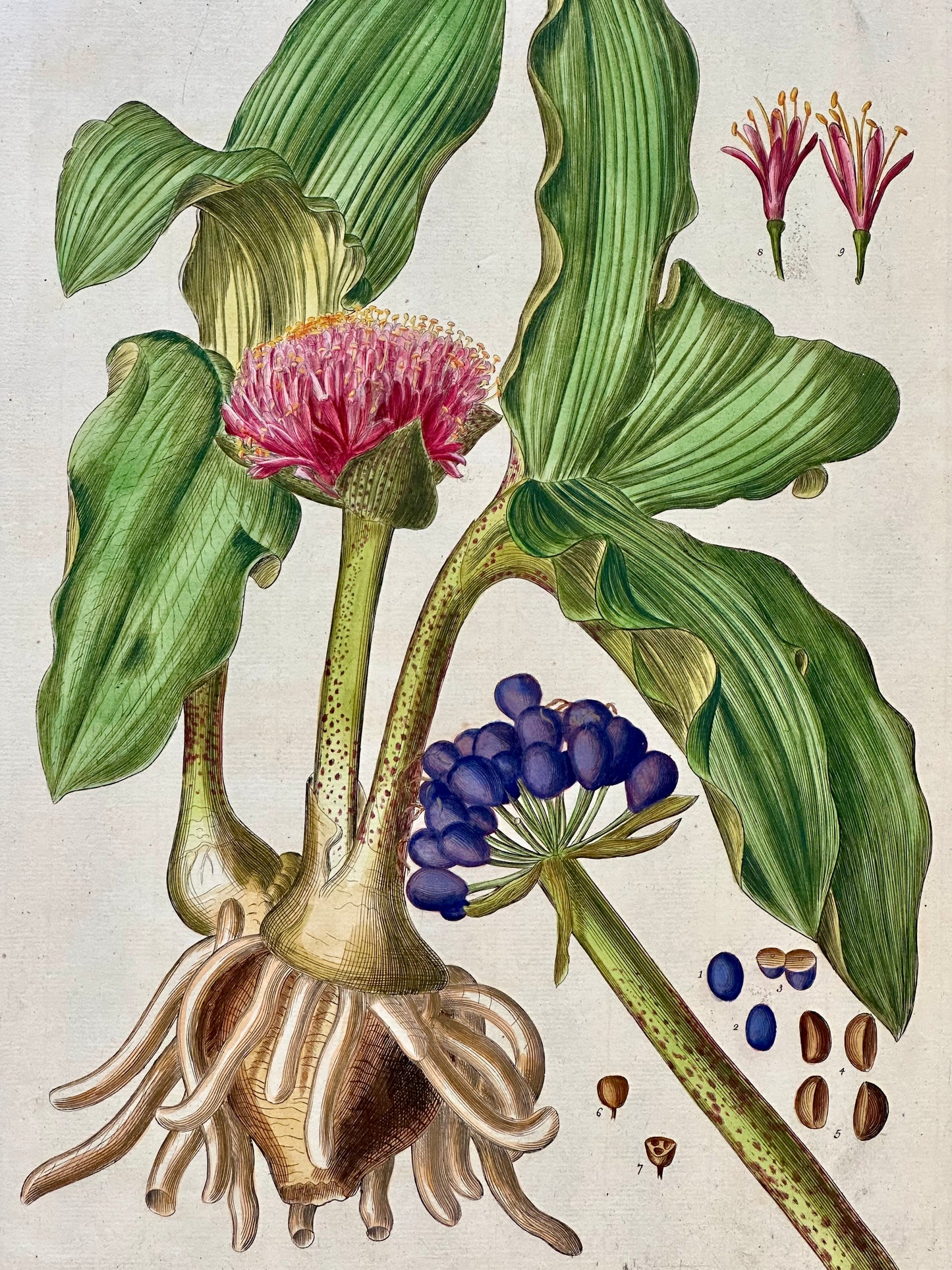 Blood Lilly by Weinmann, 1787