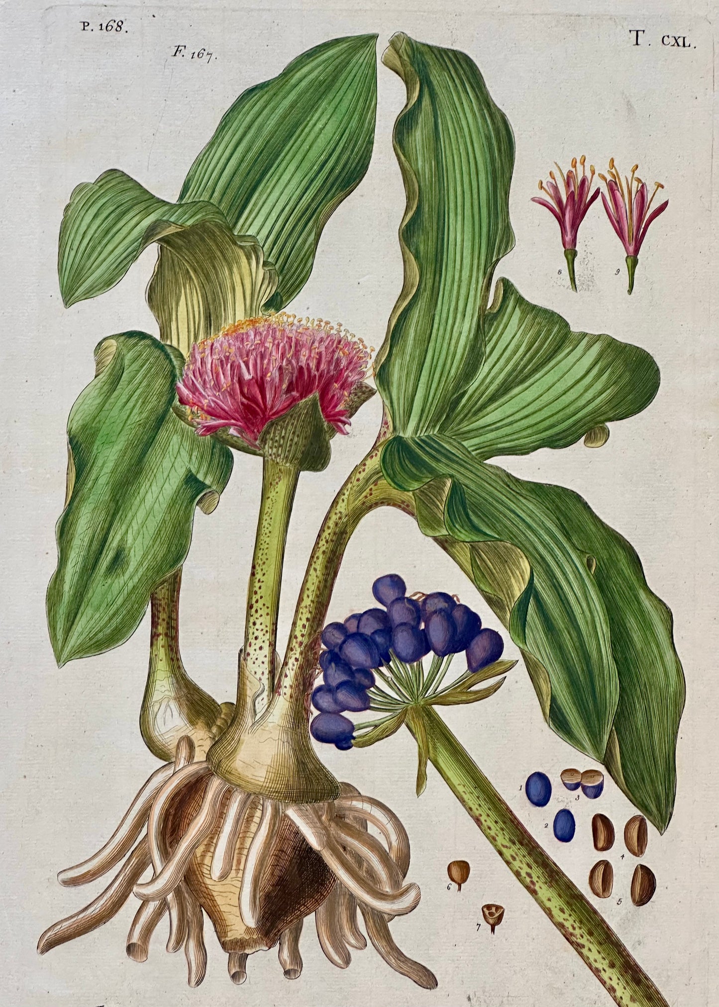 Blood Lilly by Weinmann, 1787