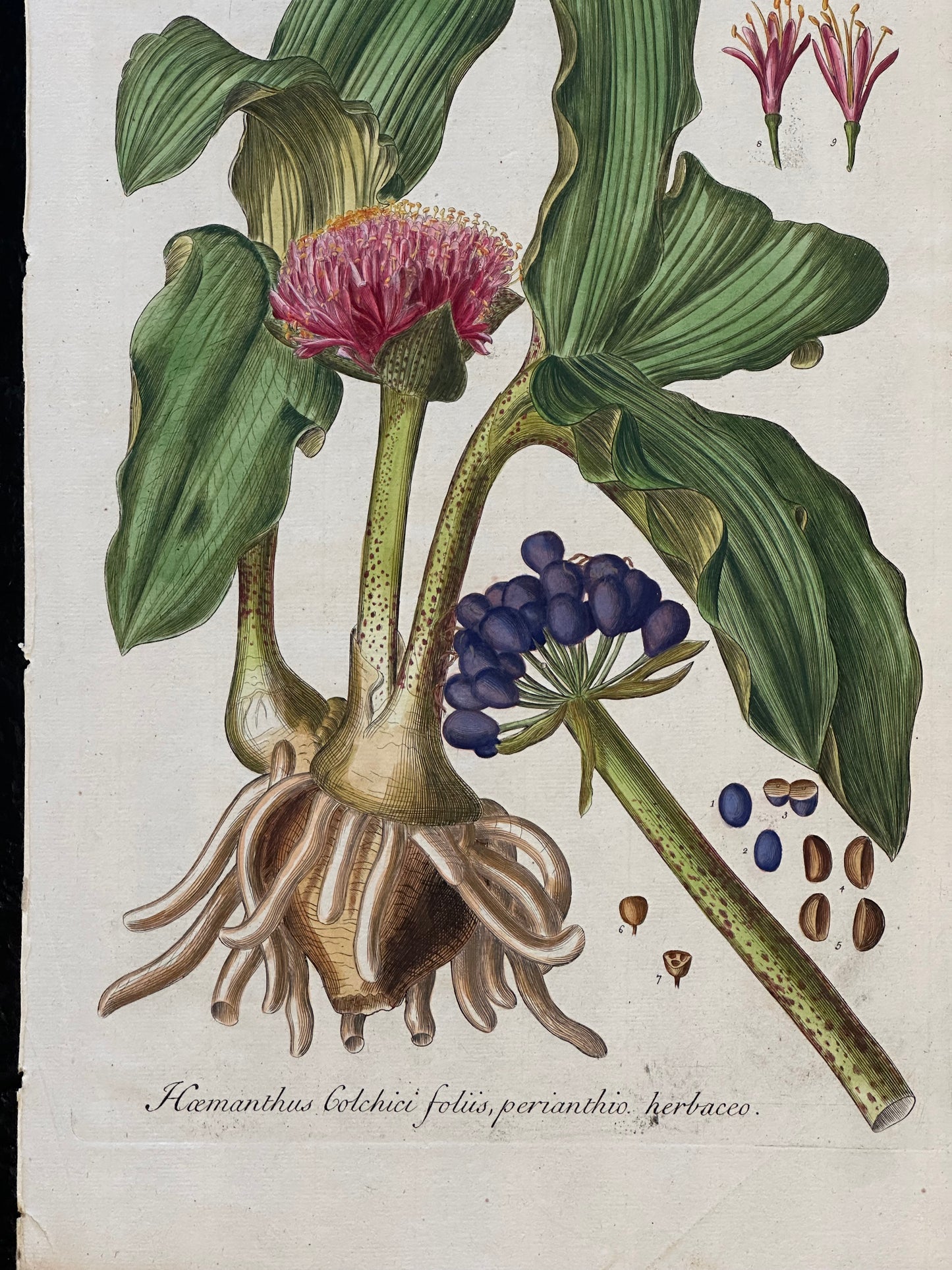 Blood Lilly by Weinmann, 1787