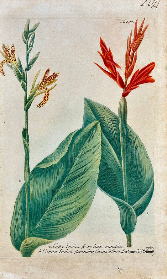 Canna by Weinmann, 1787