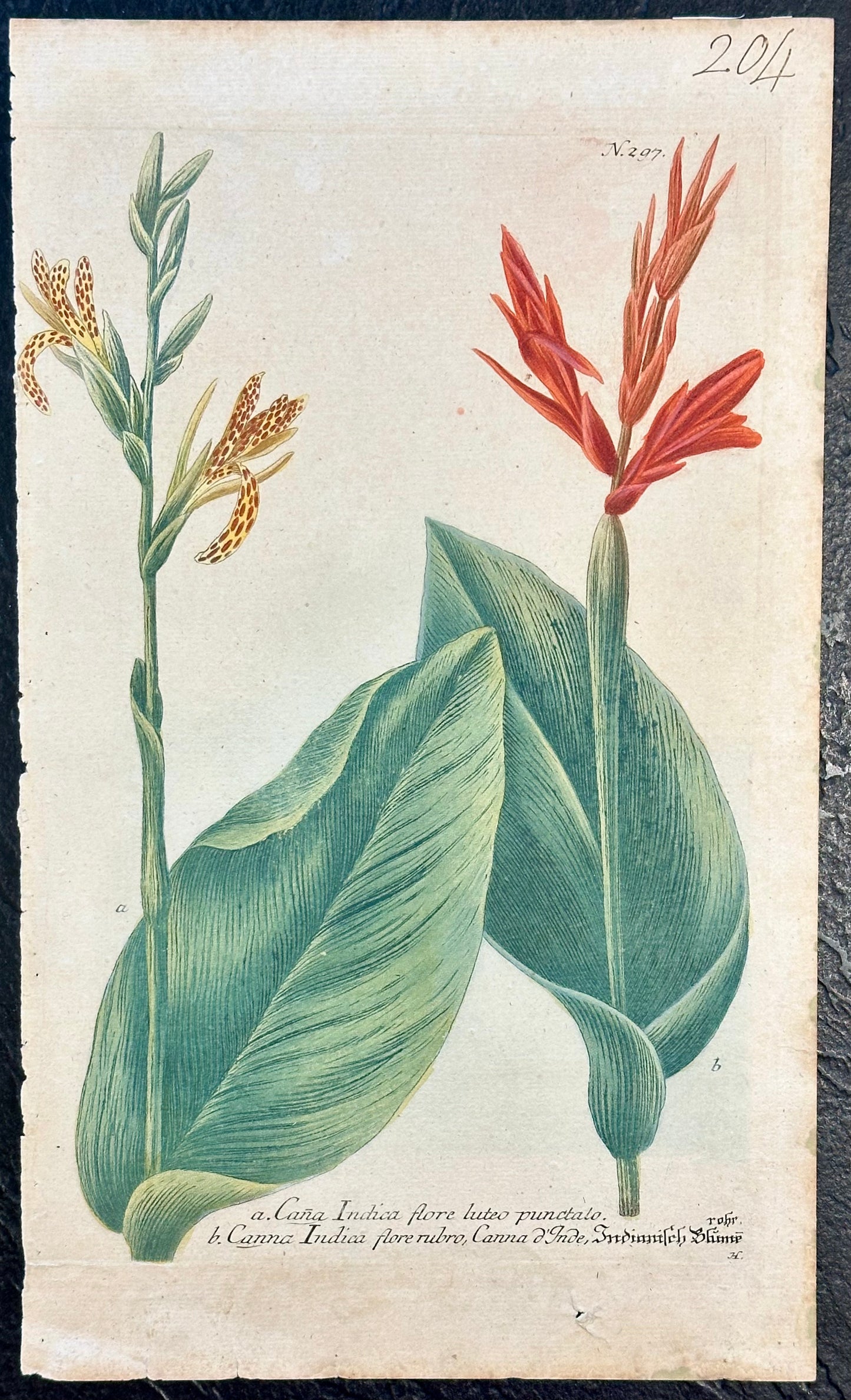 Canna by Weinmann, 1787