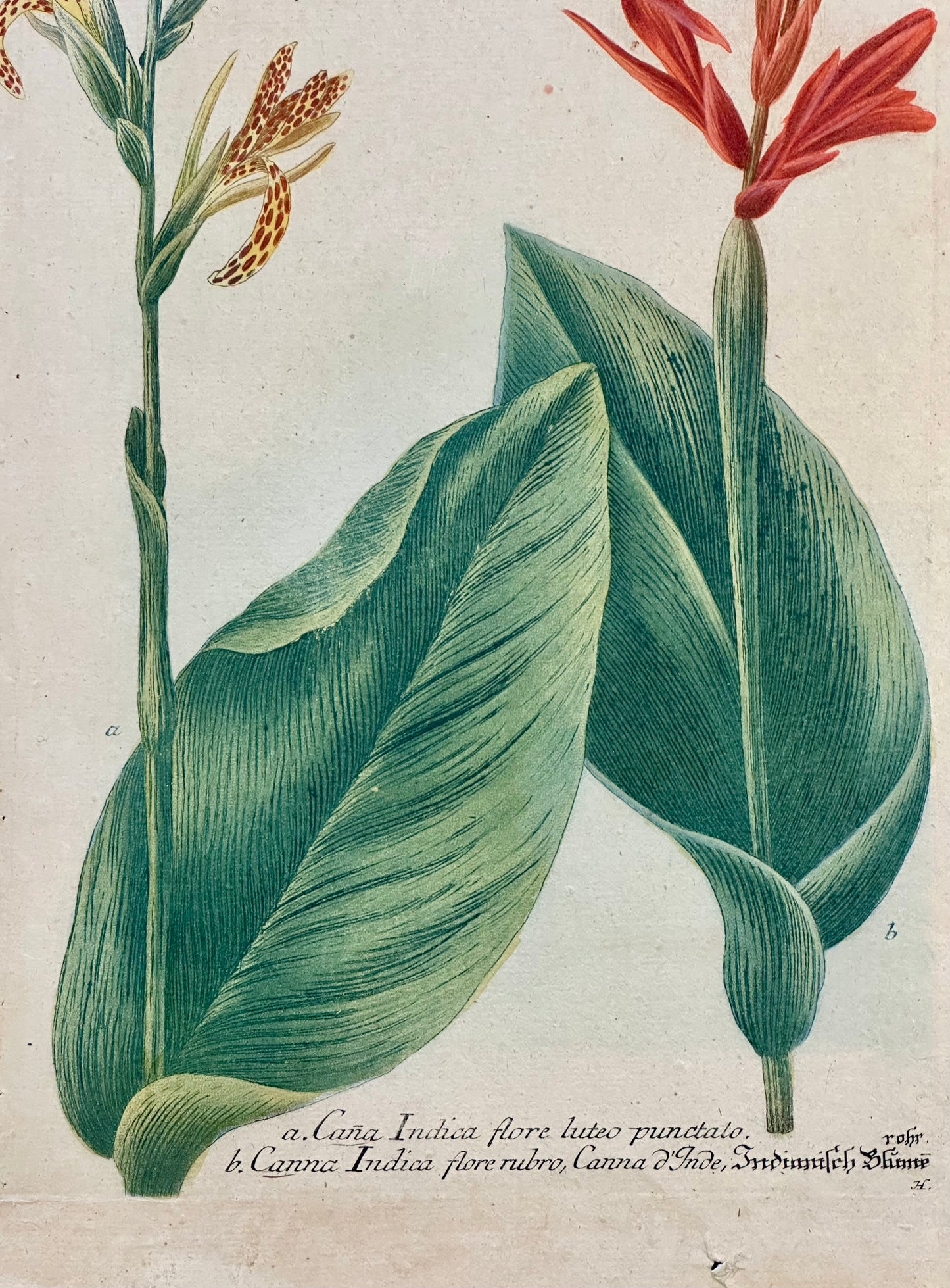 Canna by Weinmann, 1787