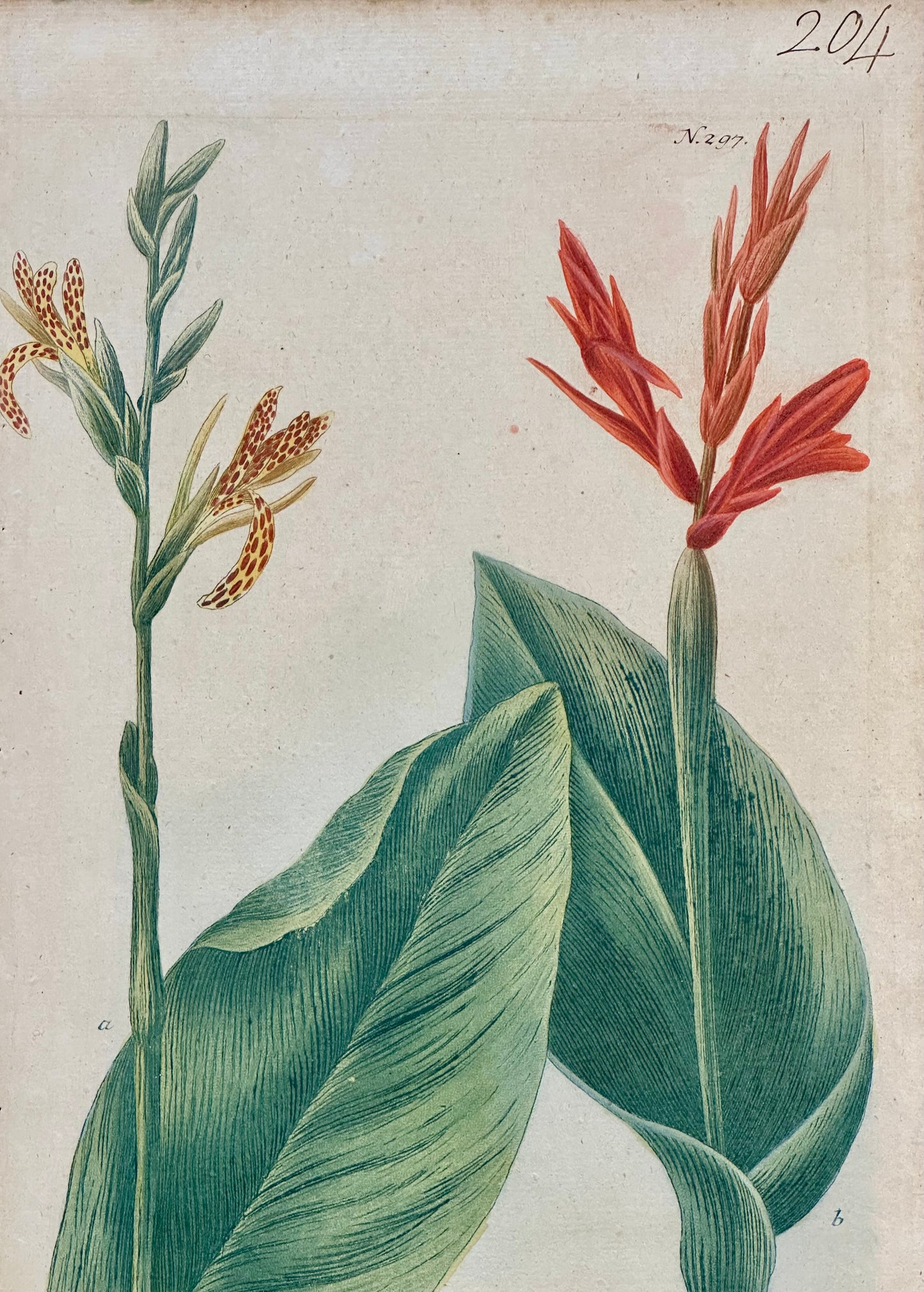 Canna by Weinmann, 1787