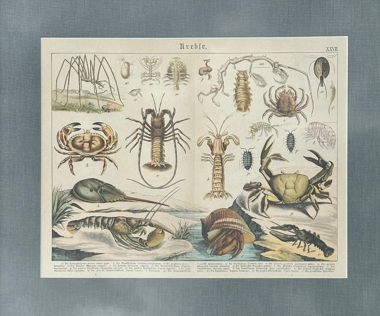 Study of Crustaceans, 1886