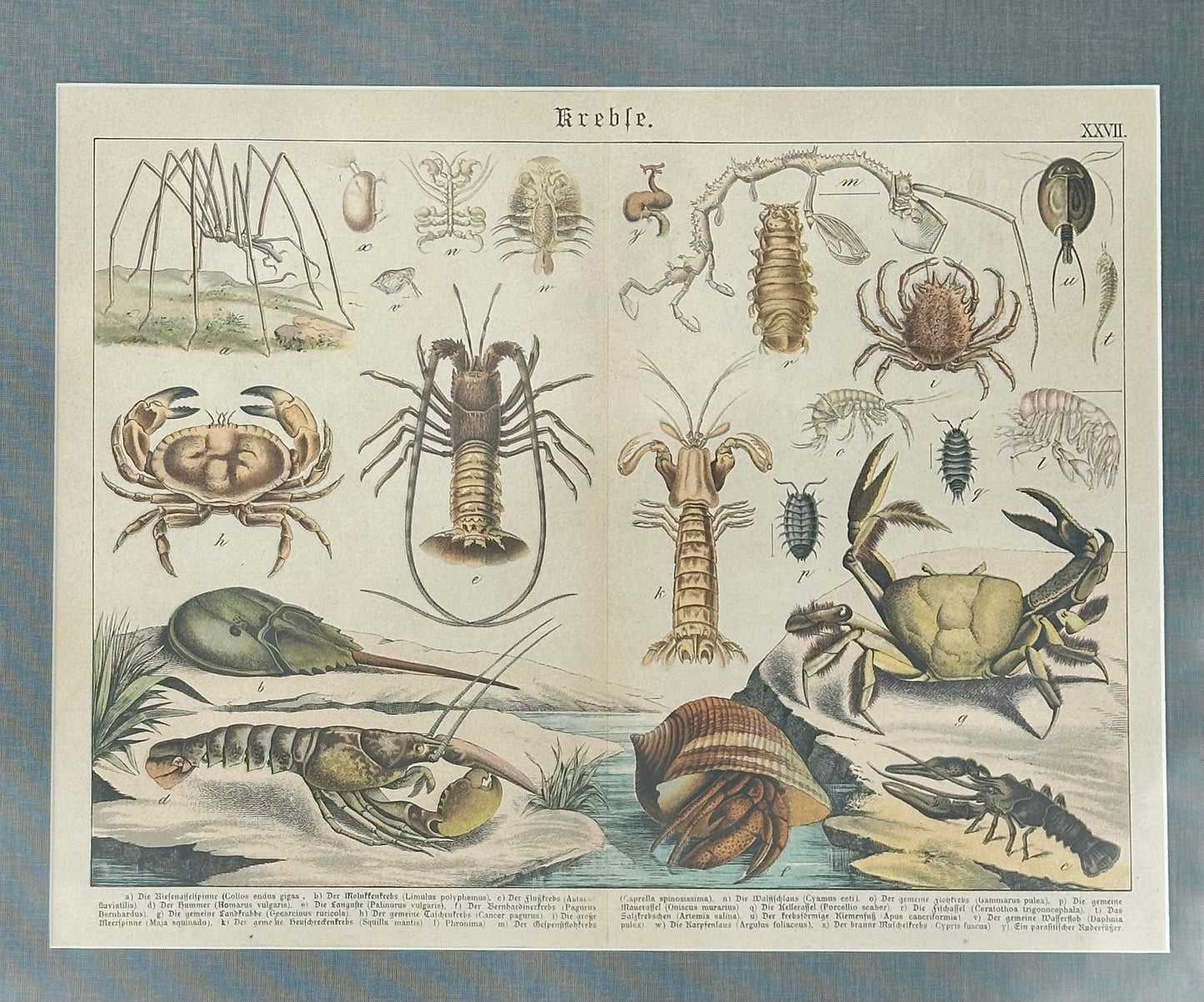 Study of Crustaceans, 1886