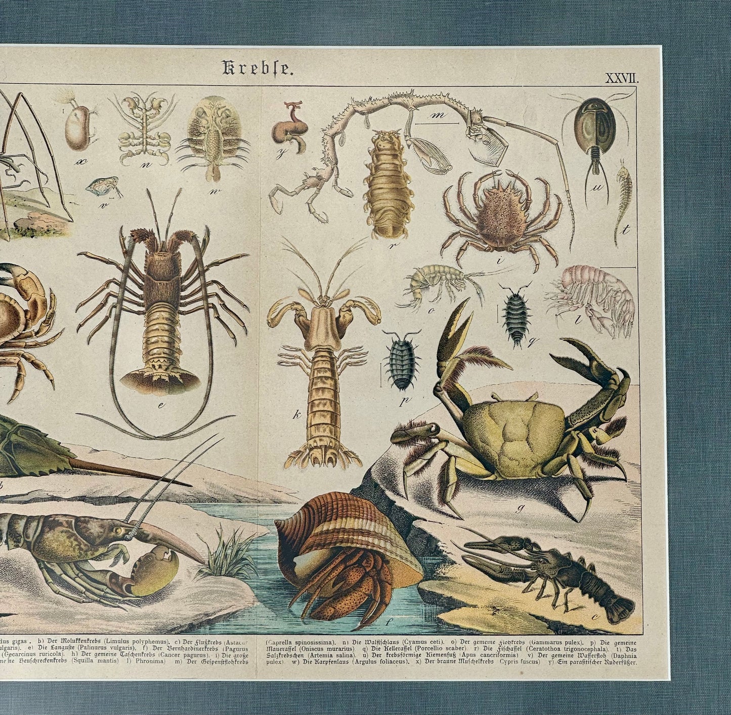 Study of Crustaceans, 1886