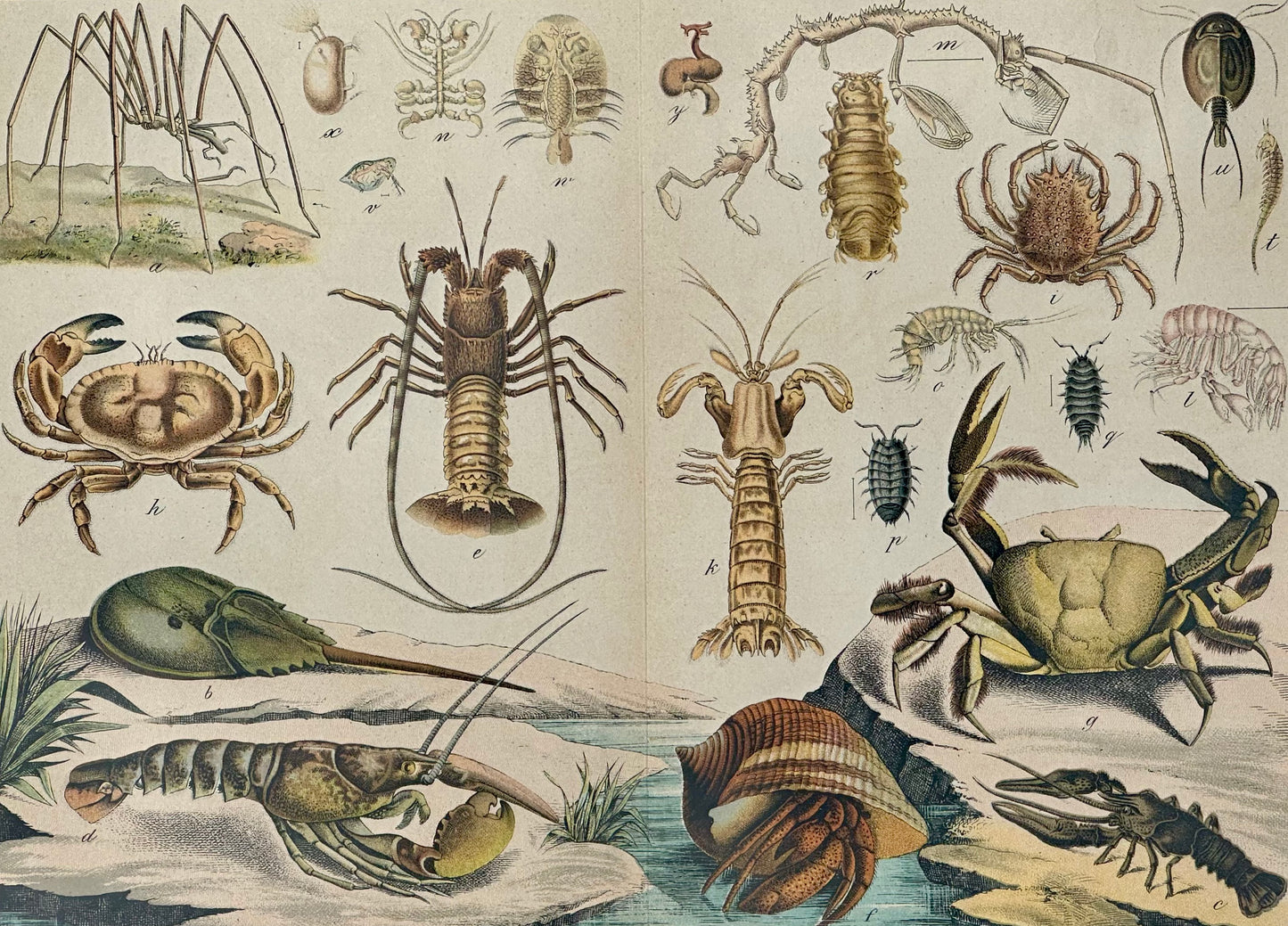 Study of Crustaceans, 1886